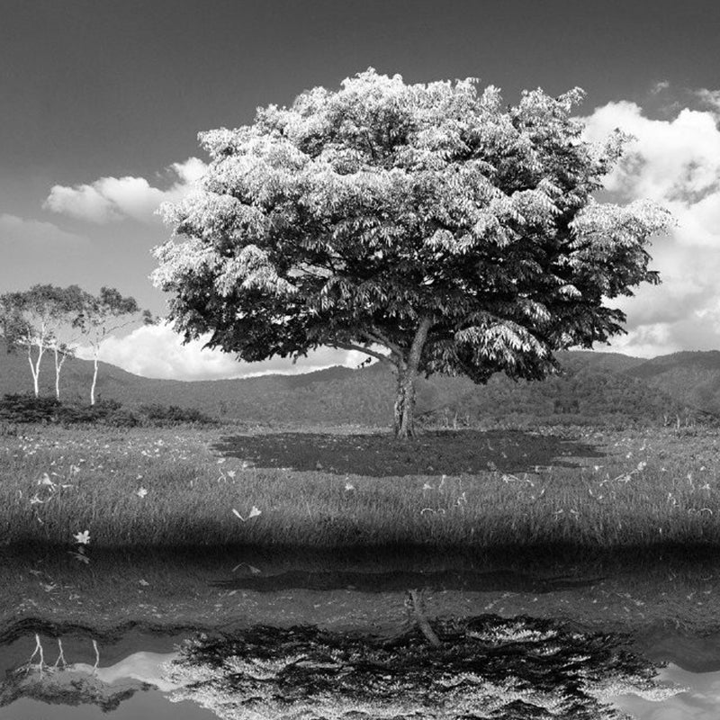 Illustration Lakeside Tree Wall Murals Whole Wall Art for Living Room, Personalized Size