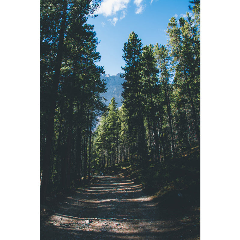 Green Roadside Pine Trees Mural Wallpaper Stain Resistant Wall Covering for Bedroom