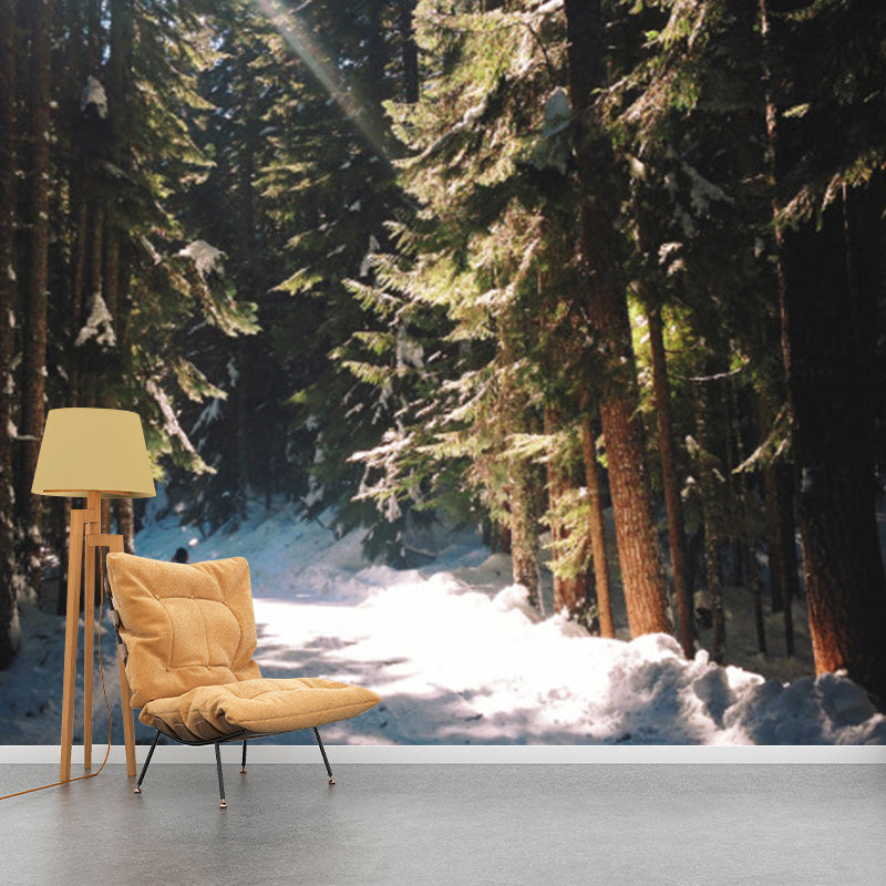 Green Modern Wallpaper Mural Full-Size Walk in Snowy Pine Forest with Sunshine Wall Art for Corridor