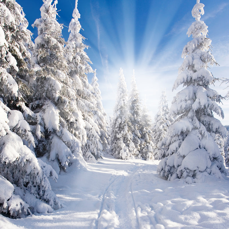 Full Size Winter Morning Mural Indoor Snowy Cypress Wall Decor in White, Waterproof