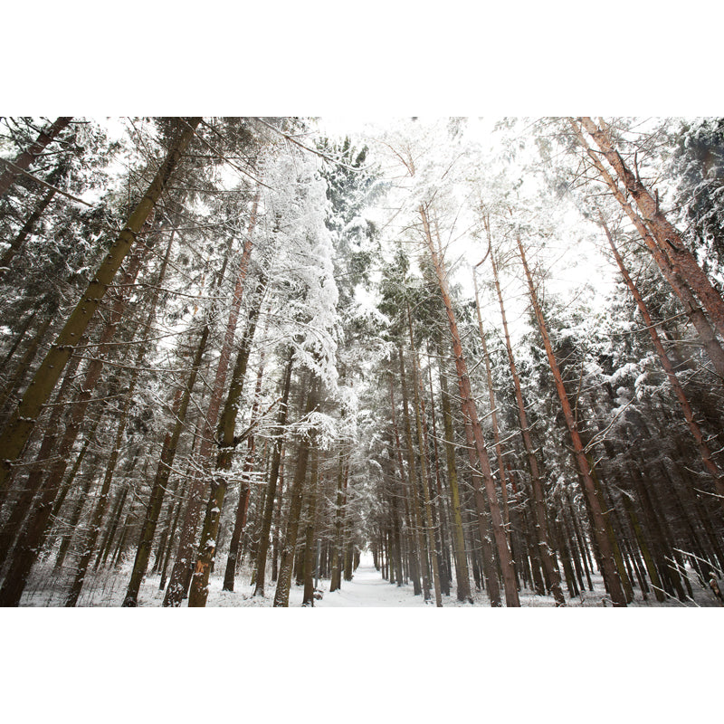 Brown Modern Art Mural Full Size Looking Up to Snow Forest Wall Covering for Living Room