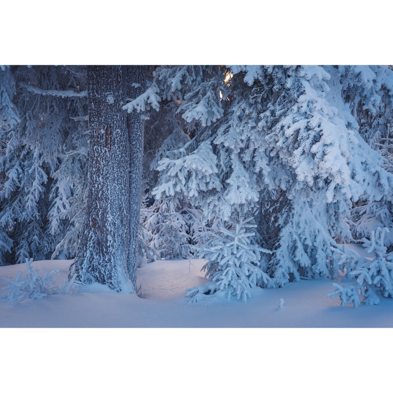 White Modern Mural Wallpaper Big Bottom Part of Snowy Cypress Wall Decor for Home