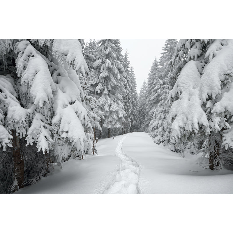 Smooth Whole White Mural Modern Road Across Snowy Cypress Wall Covering, Custom Size