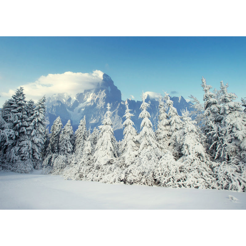 Winter Snow Cypress Scenery Mural Modern Non-Woven Fabric Wall Covering in White