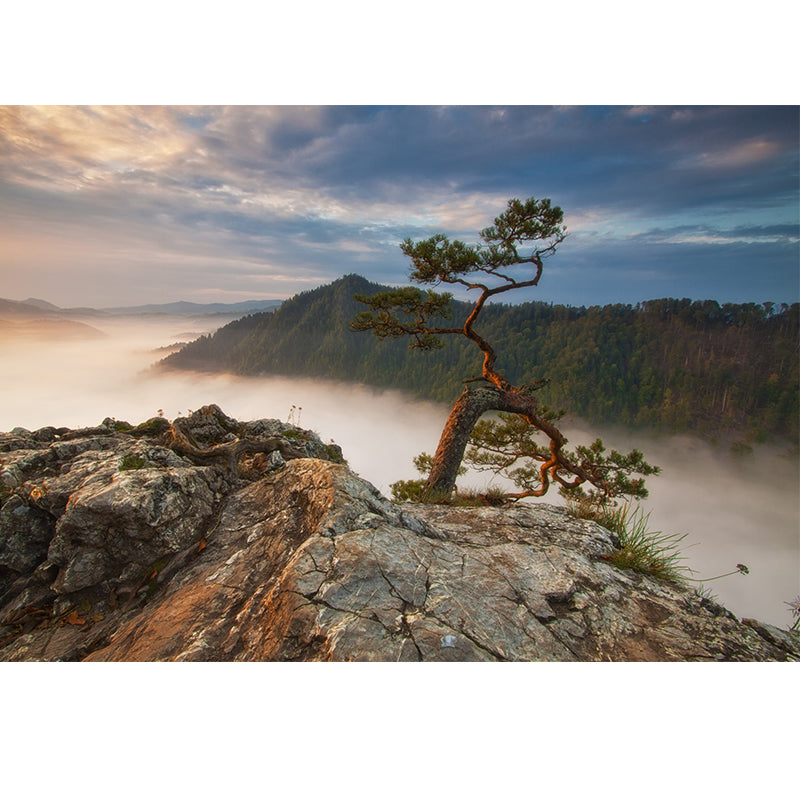 Brown Contemporary Mural Wallpaper Whole Pine Tree at Peak of Foggy Mountain Wall Art for Home