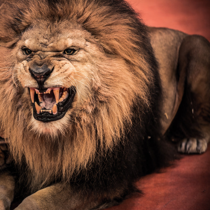 Photography Lion Roaring Mural Wallpaper for Bedroom, Brown, Personalized Size Available