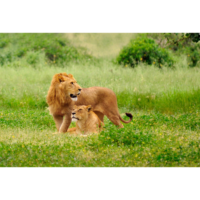 Modern Lion Couple Mural Green Scenery Wall Covering for Home, Custom Size Available