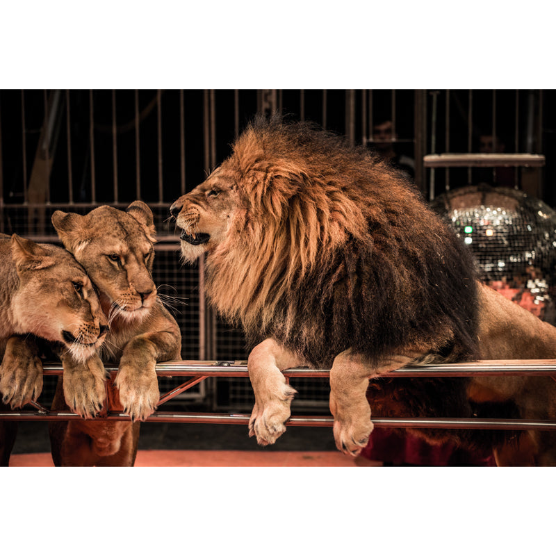 Brown Modern Wallpaper Mural Large Male Lion with Its Wives Wall Art for Bedroom