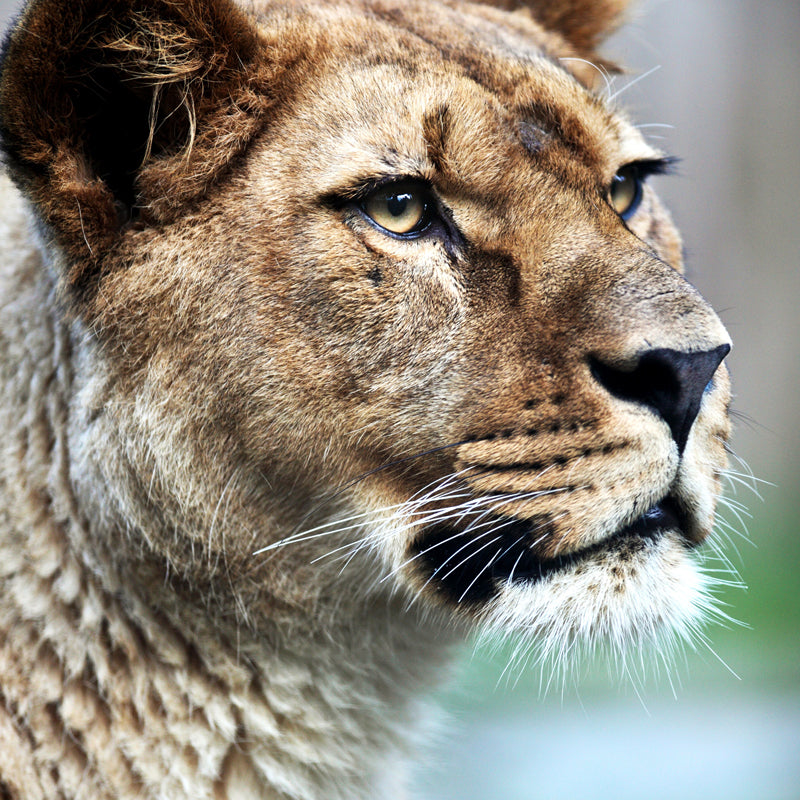 Photography Lion Side Face Mural Whole Wall Covering for Bedroom, Personalized Size