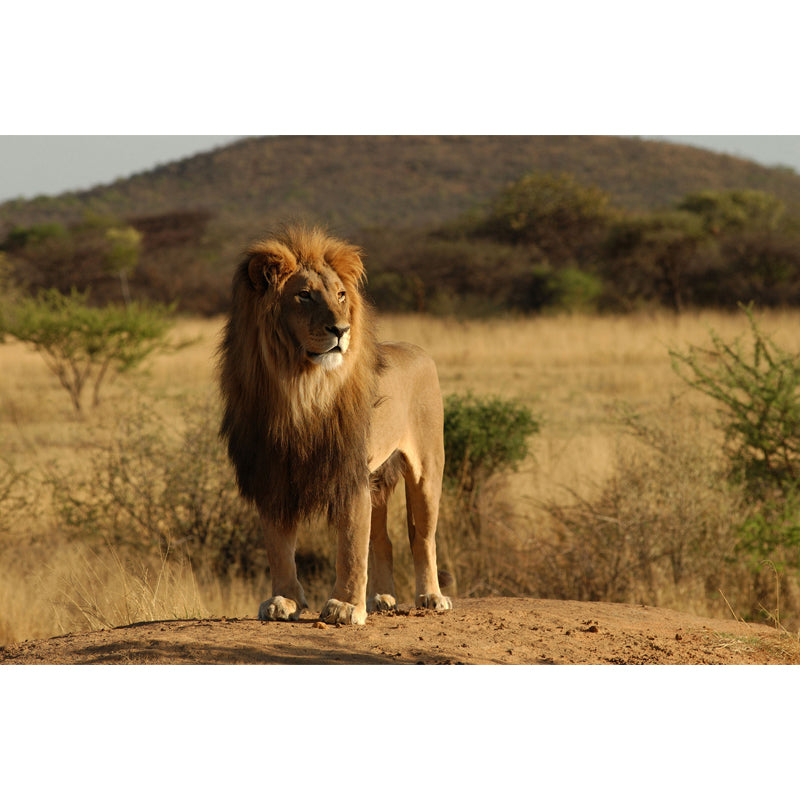 African Savannas Lion Mural Decal Brown Contemporary Wall Covering for Accent Wall