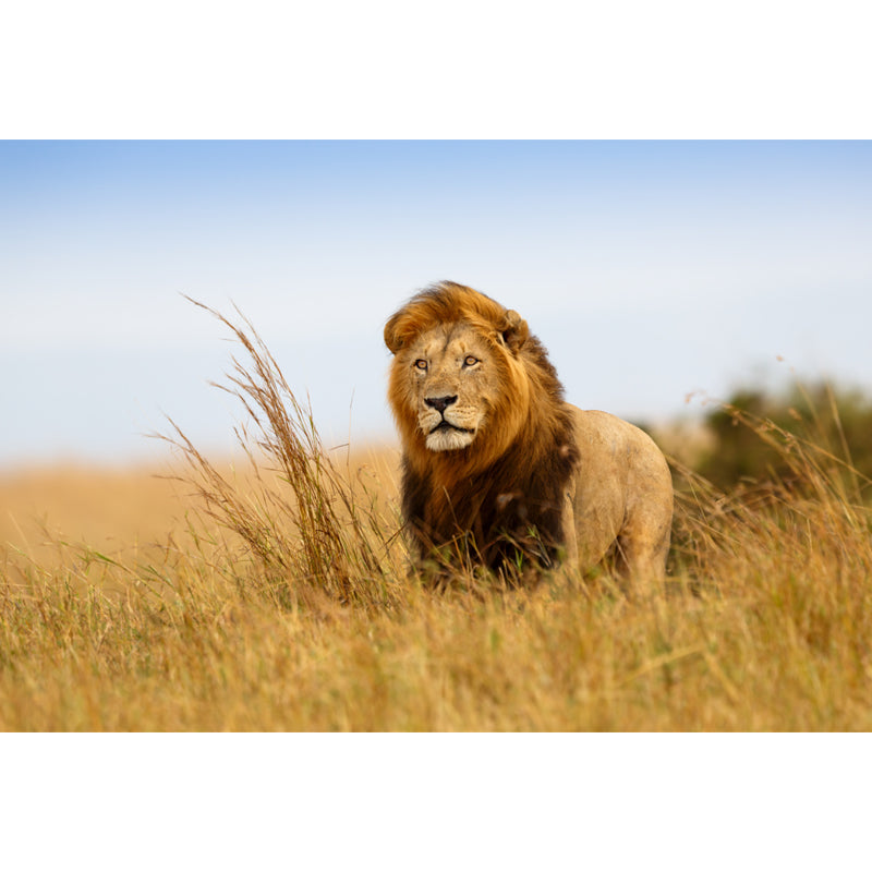 Brown King of Savannas Mural Lion Modern Style Moisture Resistant Wall Decor for Home