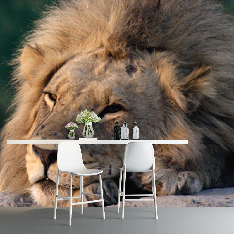 Lion Having A Doze Mural Wallpaper Modern Non-Woven Fabric Wall Covering in Brown