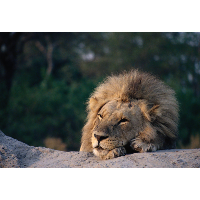 Lion Having A Doze Mural Wallpaper Modern Non-Woven Fabric Wall Covering in Brown