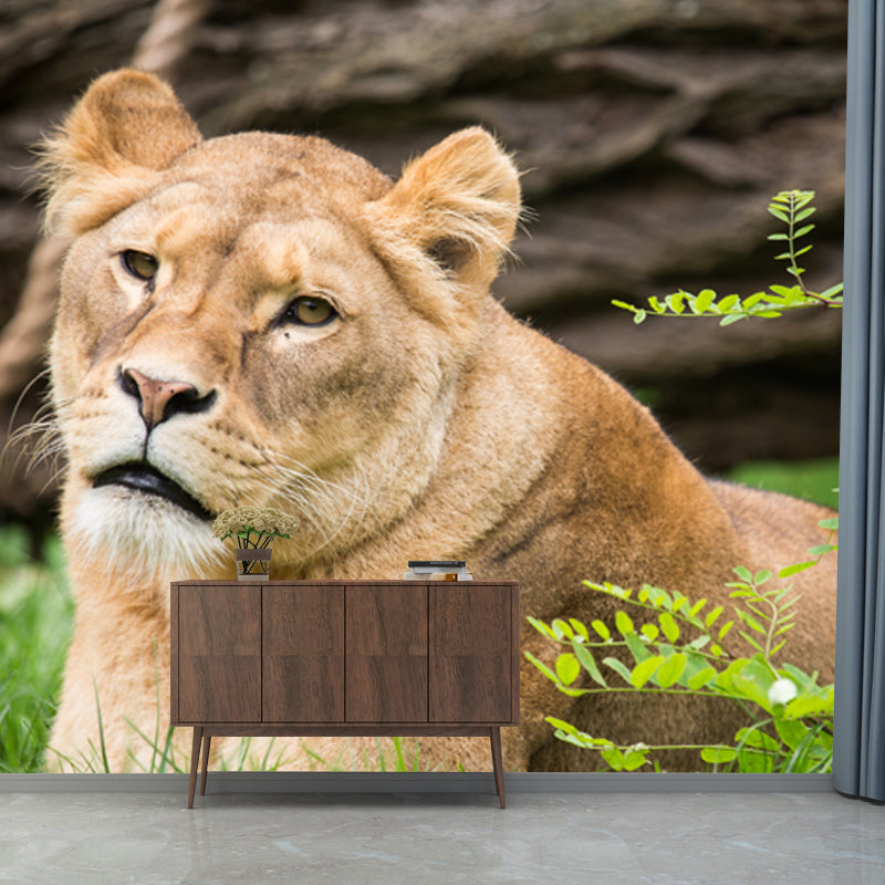 Large Female Lion Wallpaper Mural Stain-Resistant Modern Bedroom Wall Art in Brown