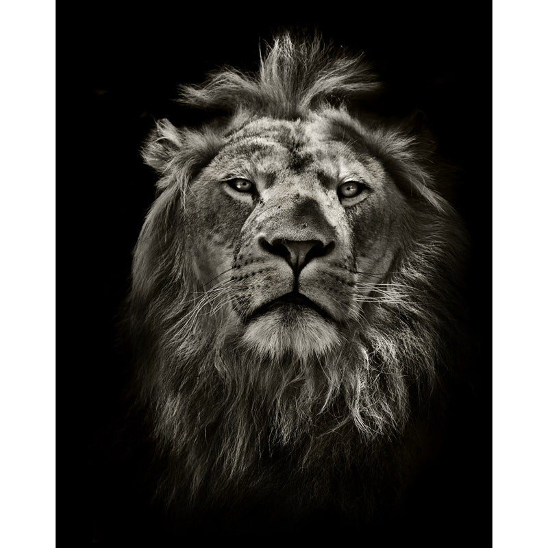 Full-Size Lion Face Mural Decal in Black Non-Woven Material Wall Covering, Washable, Custom Size