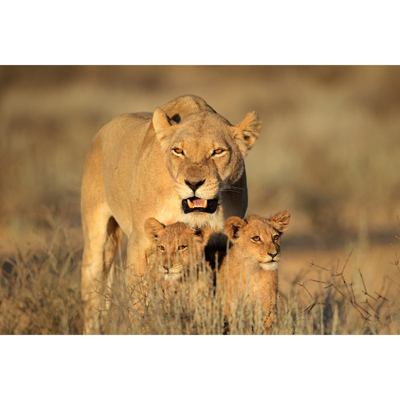 Lion with Its Kids Mural in Brown Modern Style Wall Decor for Living Room, Size Optional