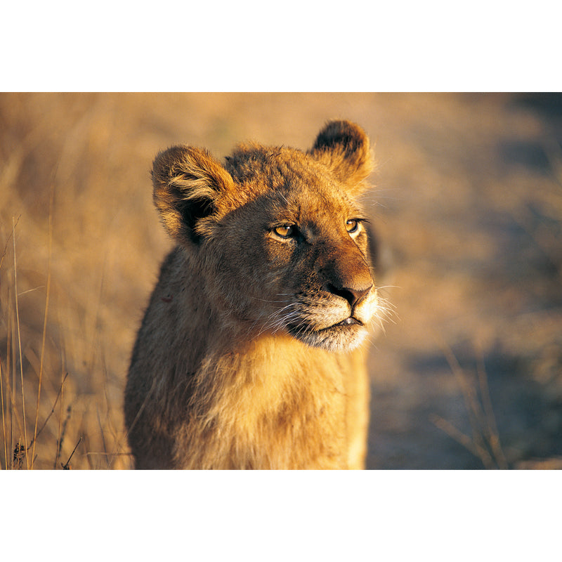 Modern Young Lion Sunset Mural Brown Moisture Resistant Wall Covering for Accent Wall