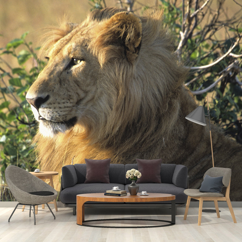 Large Lion Wallpaper Mural Modern Cool Wild Animal Wall Art in Brown for Living Room
