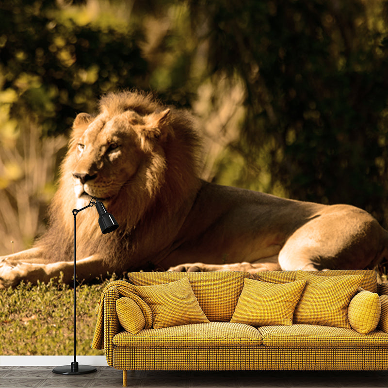 Photography Lion Taking Sunbath Mural for Bedroom, Brown, Personalized Size Available