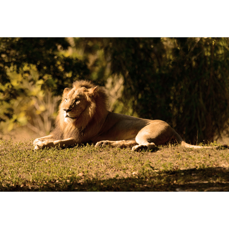 Photography Lion Taking Sunbath Mural for Bedroom, Brown, Personalized Size Available