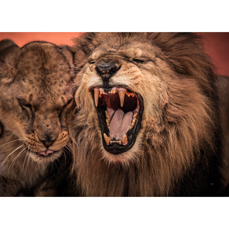 Waterproof Furious Lion Roaring Mural Modern Non-Woven Fabric Wall Covering, Custom Made