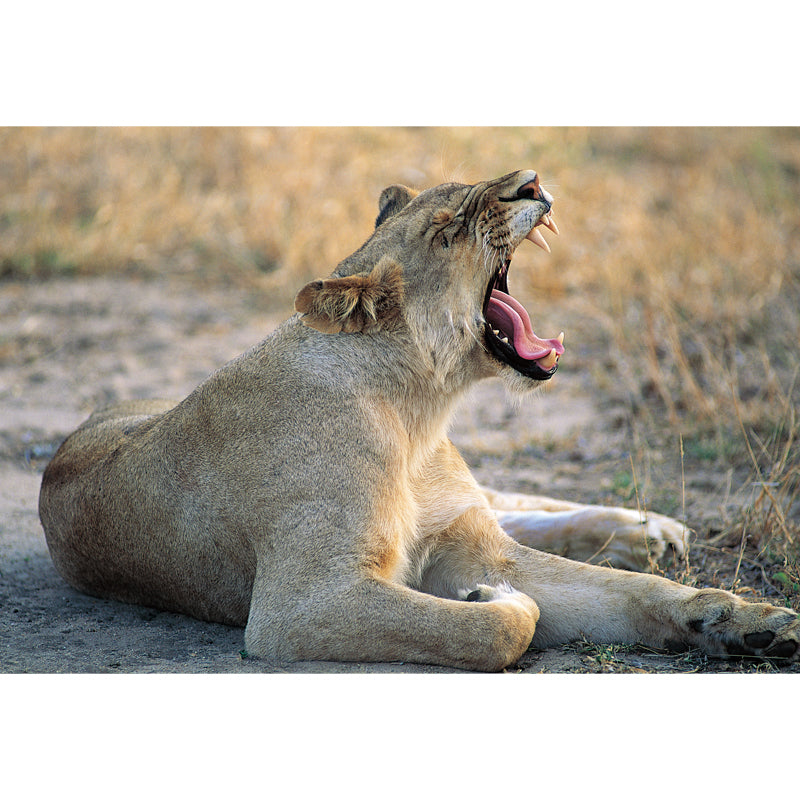 Brown Wild Animal Wallpaper Mural Lion Giving A Big Yawn Modern Washable Wall Decor