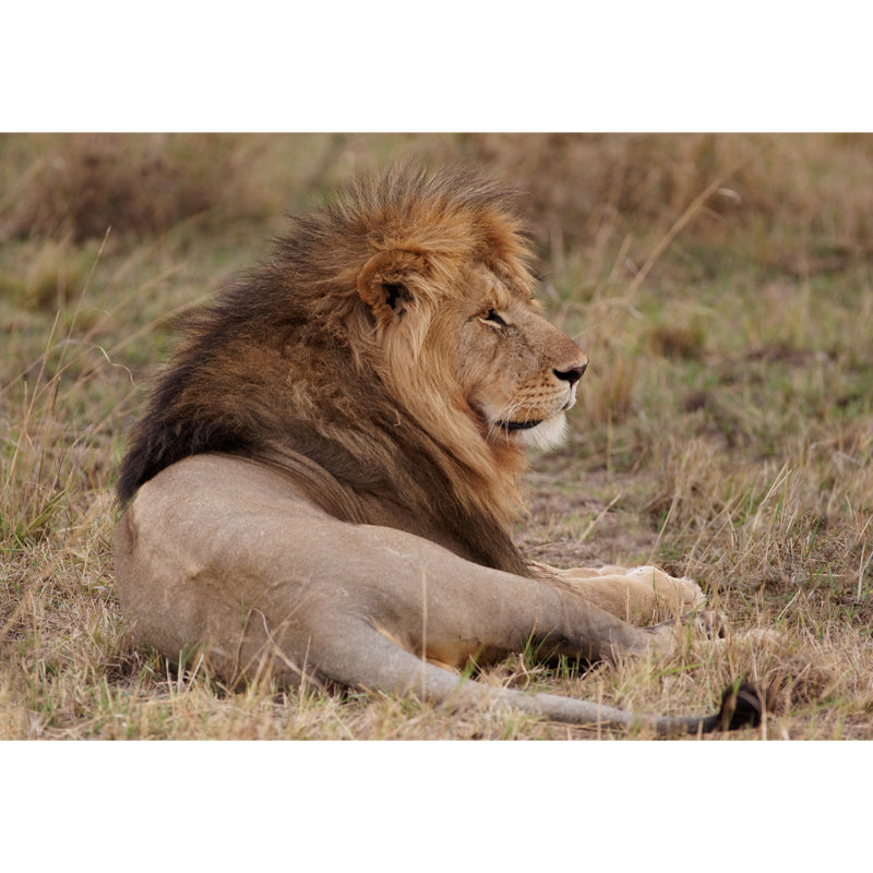 Lion Lies in Savanna Mural Brown Modern Wall Art for Bedroom, Customized Size Available