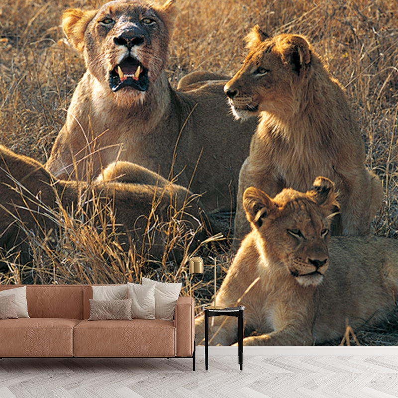 Huge Modern Wallpaper Mural Brown Female Lions Lying on Ground Wall Covering, Custom Made