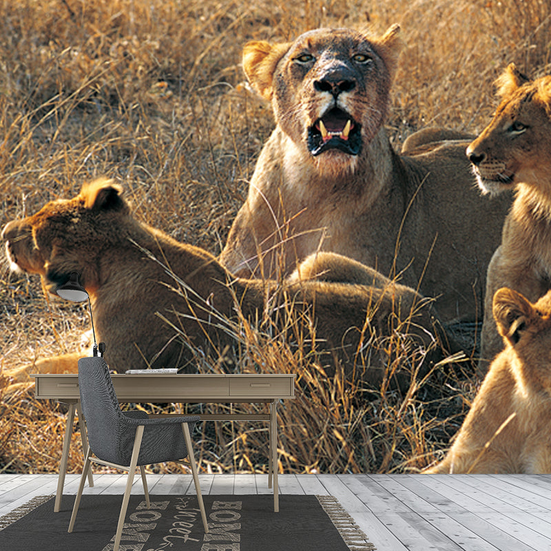 Huge Modern Wallpaper Mural Brown Female Lions Lying on Ground Wall Covering, Custom Made