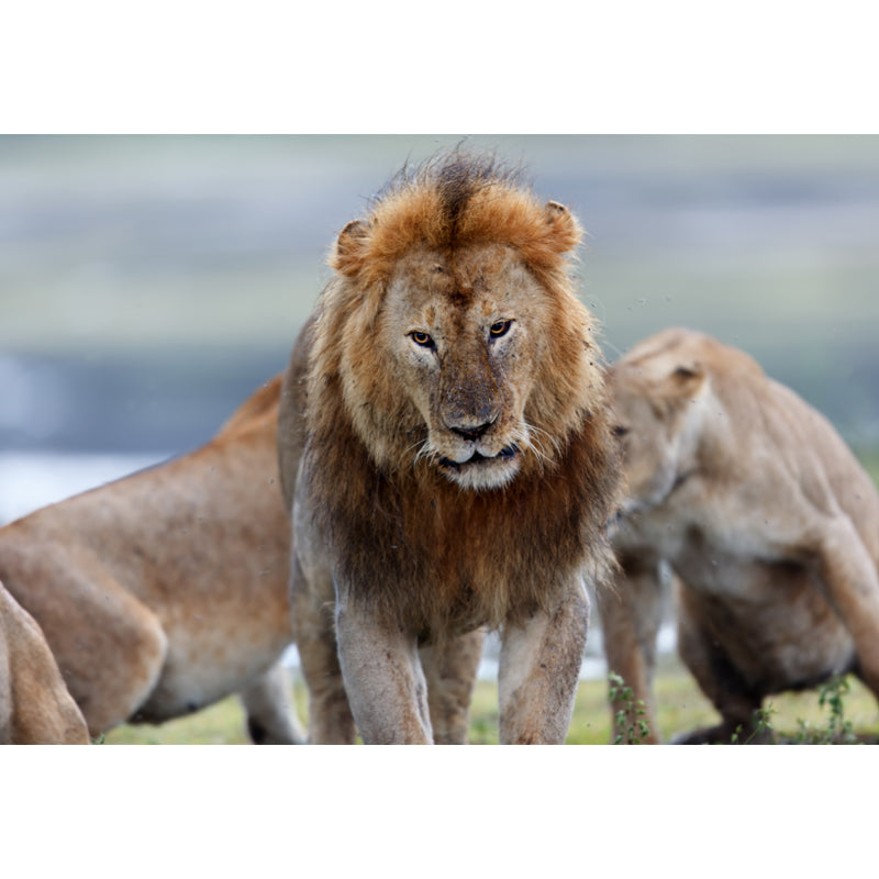 Non-Woven Big Brown Mural Modern Lion Wall Covering for Living Room, Custom Size