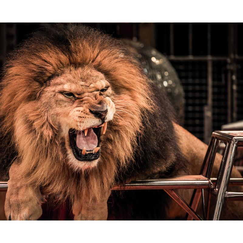 Stain Resistant Roaring Lion Mural Modern Non-Woven Wall Art in Brown, Custom Print