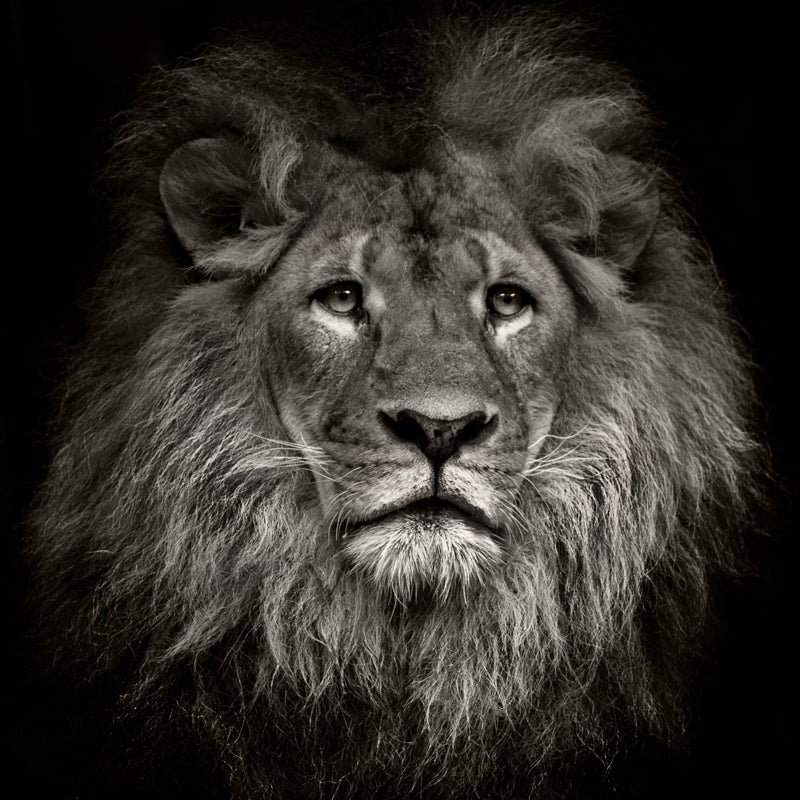 Photo Printed Lion Head Mural Wallpaper for Accent Wall, Black, Personalized Size