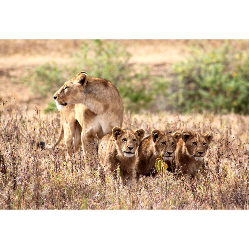 Lion and Its Child Mural Wallpaper Brown Modern Style Wall Decor for Family Room