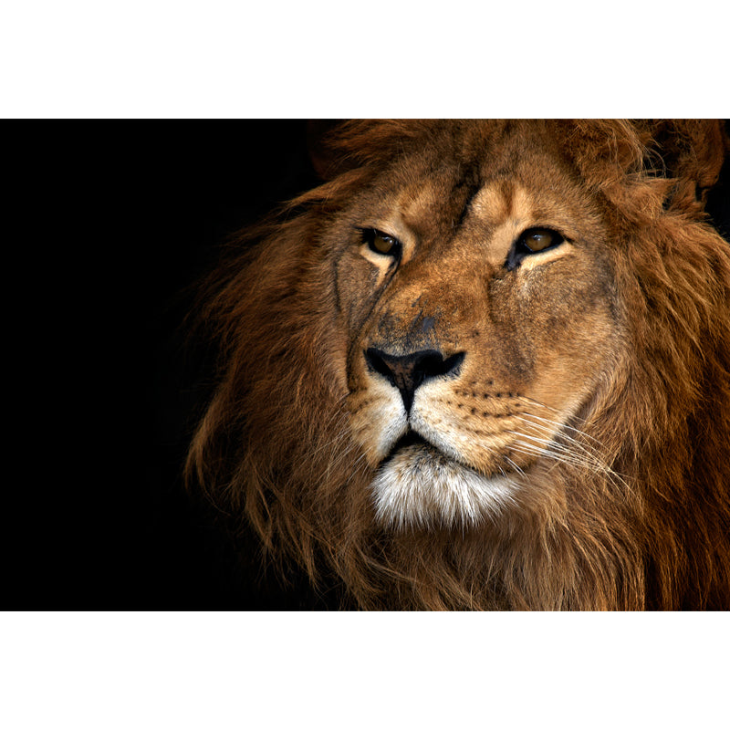 Big Closeup African Lion Mural Moisture Resistant Modern Bedroom Wall Art in Brown