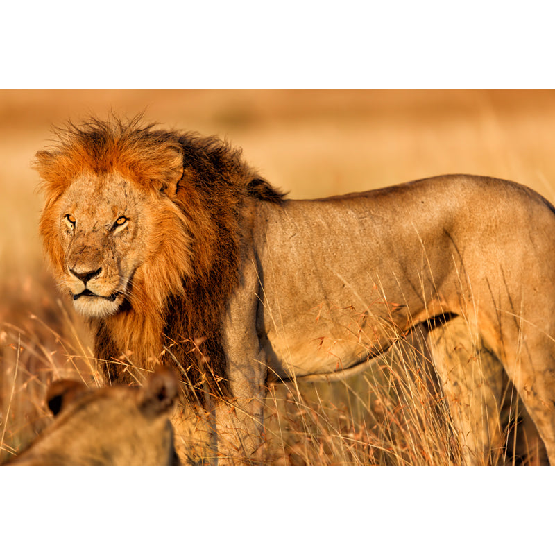 Lion of African Grassland Mural Modern Non-Woven Wall Covering in Brown for Home