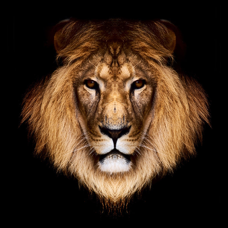 Brown Male Lion Head Mural Wallpaper Stain-Resistant Modern Living Room Wall Covering