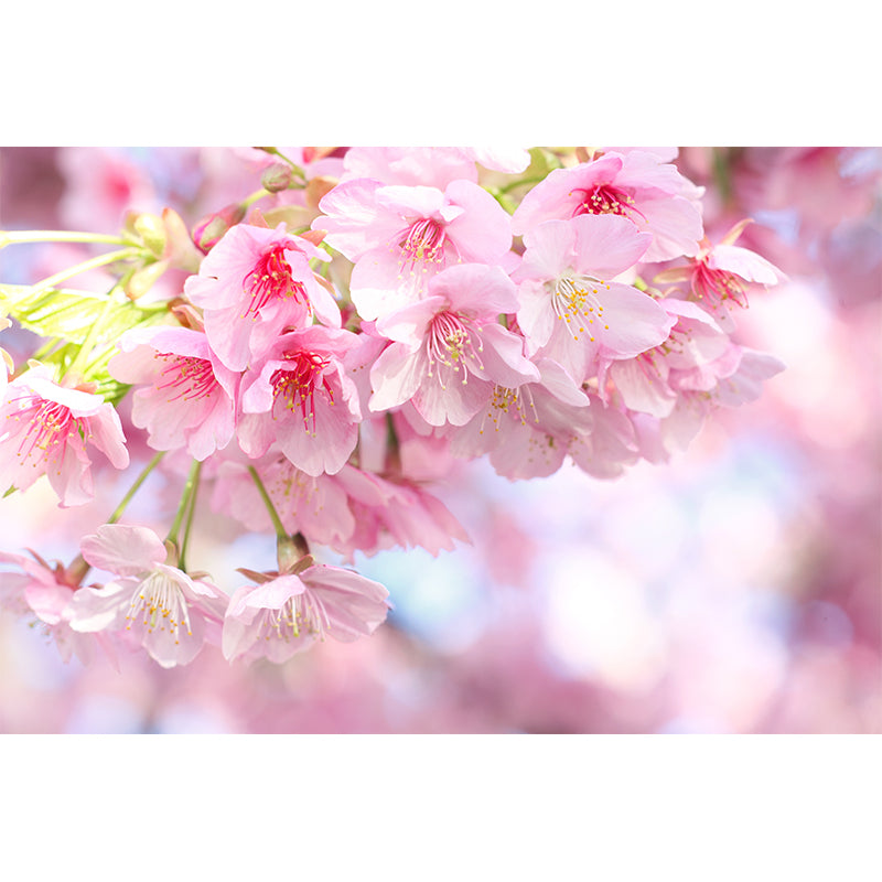Modern Cherry Blossom Mural Decal Pink Living Room Wall Covering, Custom Size Available