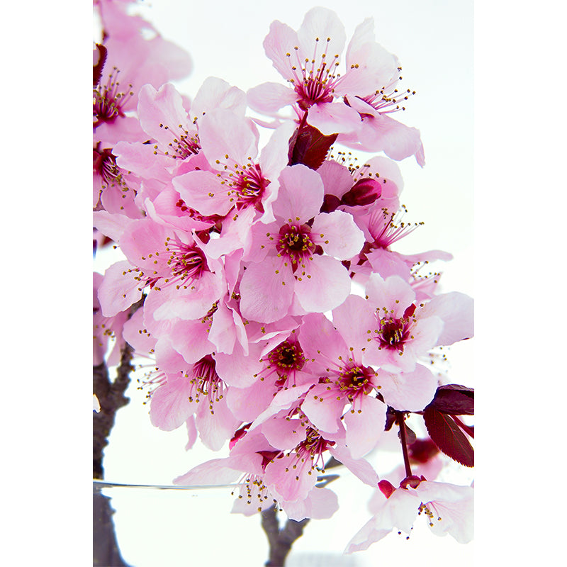 Pink Flower Blossom Wall Mural Moisture Resistant Modern Living Room Wall Covering