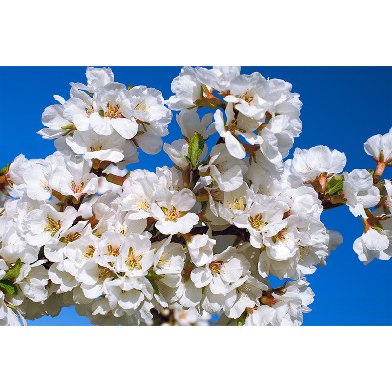 Whole Cherry Wall Mural for Bedroom Floral Print Wall Art in Blue for Interior Decor