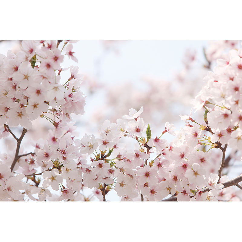 Whole Flower Mural Wallpaper Moisture Resistant Contemporary Living Room Wall Covering