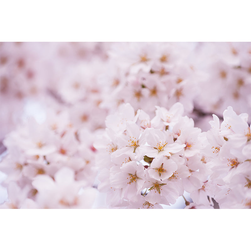 Washable Cherry Mural Non-Woven Fabric Contemporary Wall Decor for House Interior