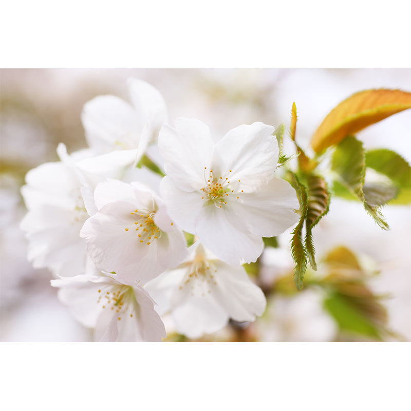 White Florentine Wall Mural Moisture Resistant Contemporary Bathroom Wall Covering