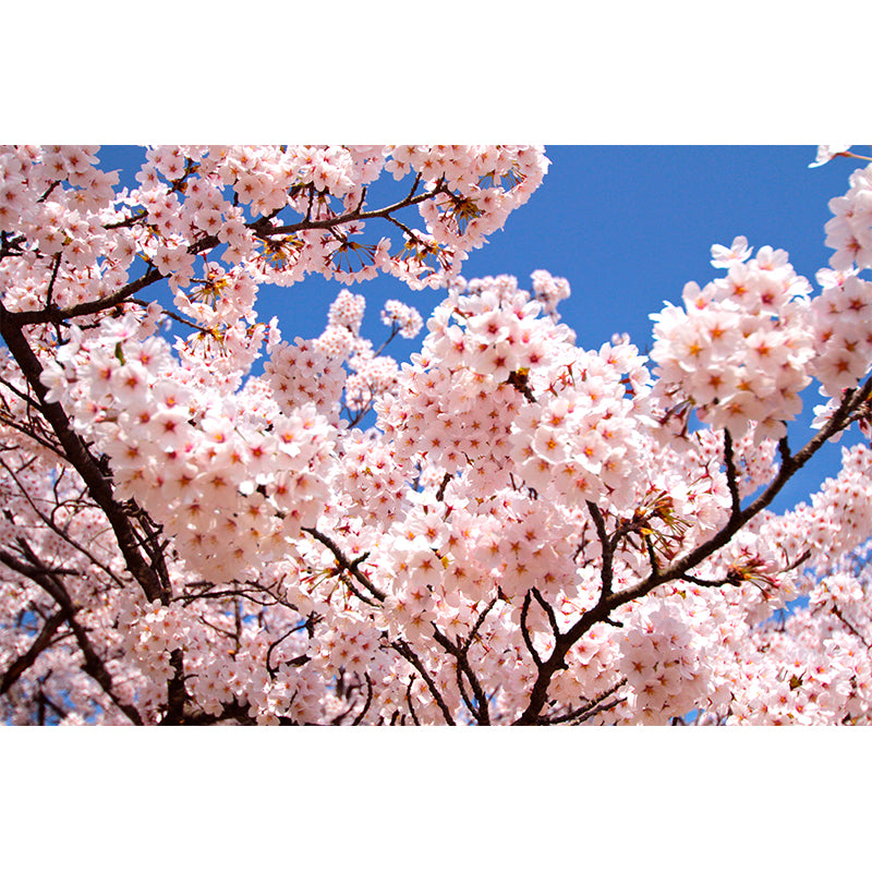 Great Cherry Bud Print Mural Decal Pink Non-Woven Wall Art for Indoor Decor, Custom