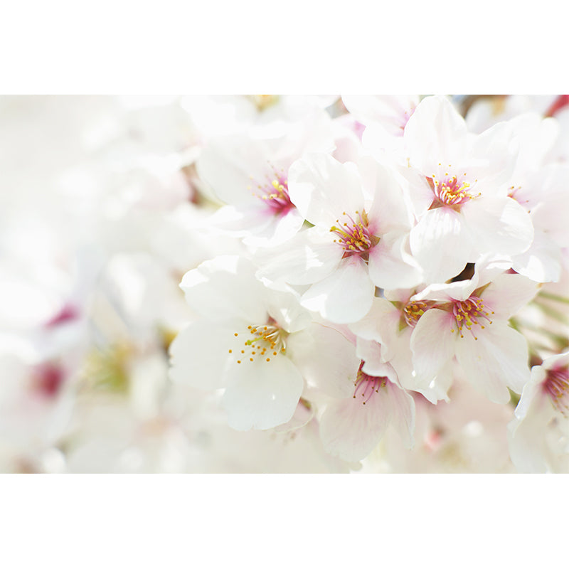 Whole Cherry Mural White Non-Woven Texture Wall Art for Indoor Decor, Personalised