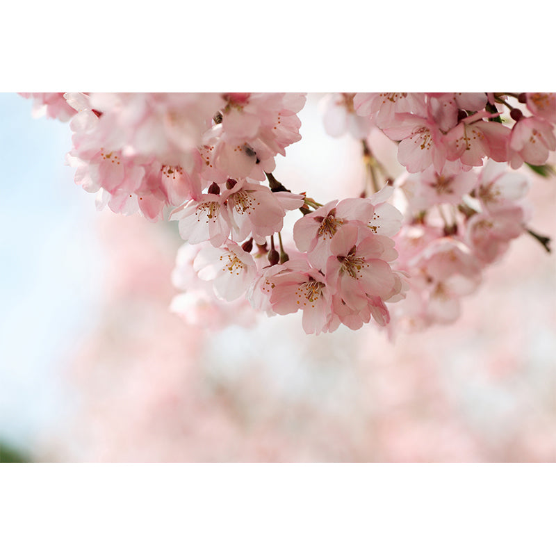 Pink Cherry Stamens Mural Wallpaper Water Protection Modern Living Room Wall Covering