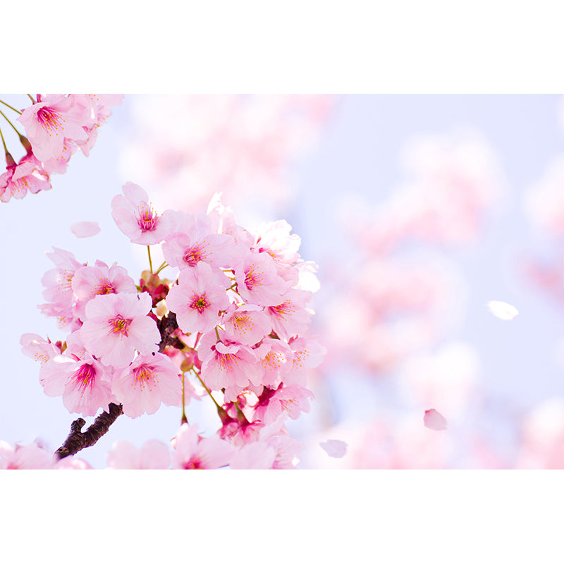 Pink Cherry Flower Wall Mural Moisture Protection Modern Living Room Wall Covering