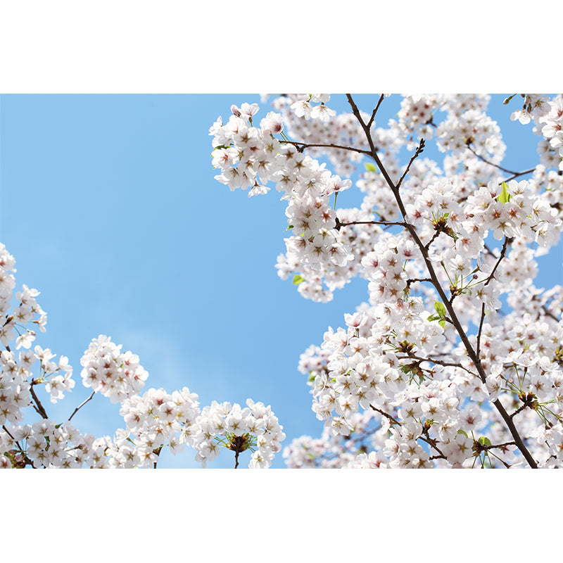 Stain Resistant Cherry Mural Wallpaper Non-Woven Modern Wall Decor for Girls Room