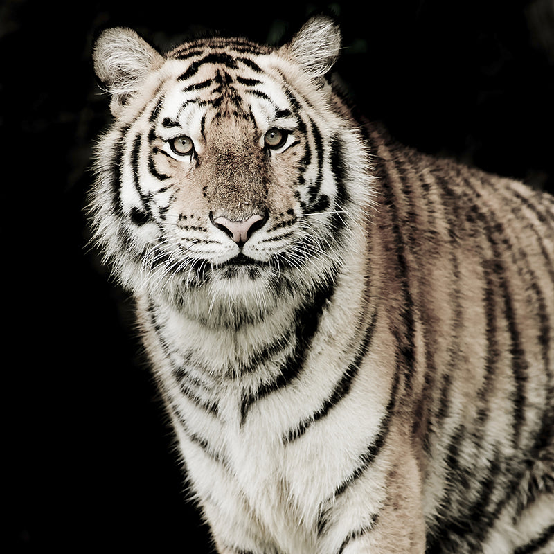 Modern Tiger Wall Mural Non-Woven Stain Resistant Black Wall Art for Living Room