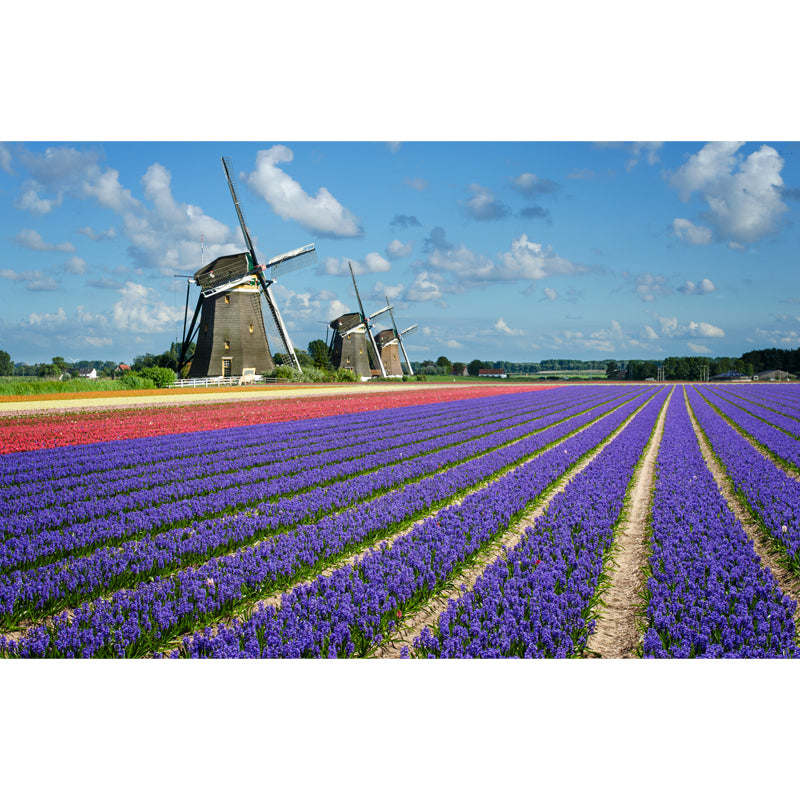 Full Size Photography Modern Mural Wallpaper with Windmill Landscape in Soft Color