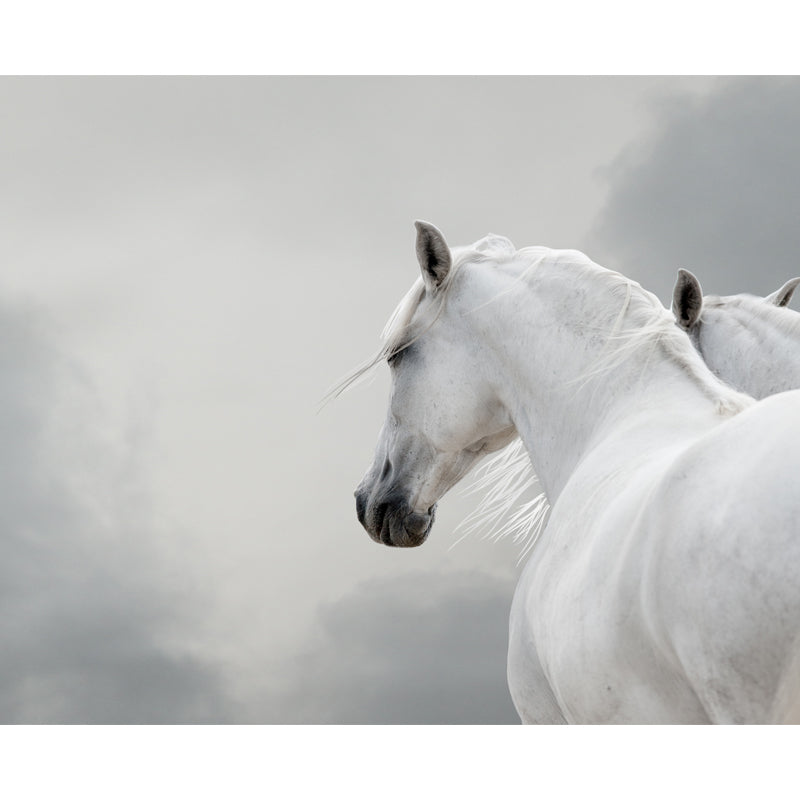 Big White Horse Print Mural Wallpaper Decorative Contemporary Living Room Wall Art